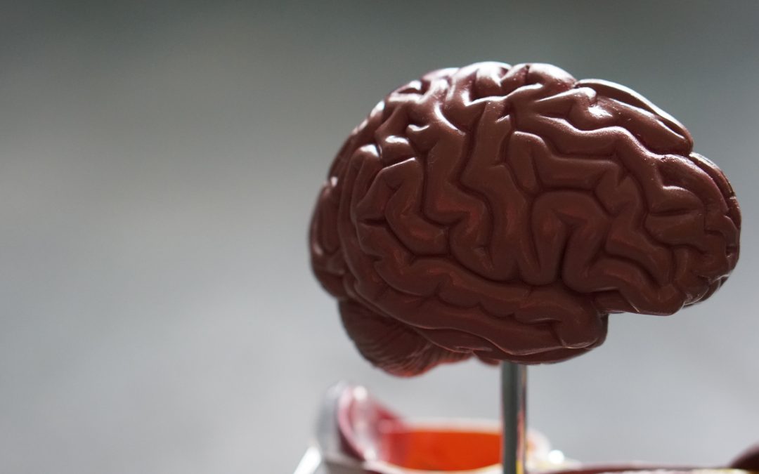 plastic brain model on table in classroom by robina weermeijer so1l3jsdd3y unsplash