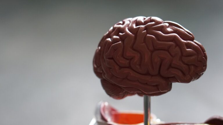 plastic brain model on table in classroom by robina weermeijer so1l3jsdd3y unsplash