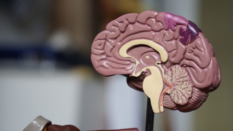brain hemisphere plastic model