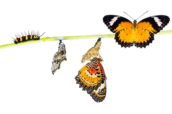 depositphotos 142724407 stock photo isolated male leopard lacewing butterfly